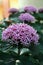 Flowering shrub of Clerodendrum bungei