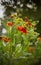 Flowering shrub Gaillardia with shaped bokeh in the background