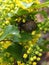 Flowering shrub of holly mahonia (Mahonia Nutt) close-up.
