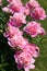 Flowering shrub pink peonies