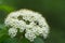 Flowering shrub Sambucus nigra in the floodplain forest. Also known as elder, elderberry, black elder, European elder, European