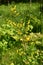 Flowering shrub Spanish broom genista Spanish (Spartium m L.)