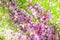 Flowering shrub steppe Almond (Prunus tenella Latin) with pink flowers