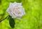 Flowering shrub white roses in a garden