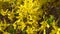 Flowering shrub yellow in early spring in windy weather