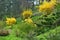 Flowering shrubs, golden rain, South Bohemia