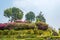 Flowering shrubs in the Park of the monastery Kopan, Kathmandu,