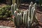 Flowering silver torch cactus cleistocactus strausii