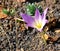 Flowering of a single meadow saffron