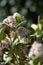 Flowering skimmia (Skimmia japonica) in a garden