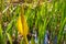 Flowering Skunk Cabbage