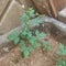 Flowering small plant, Charkop