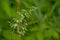 Flowering smooth meadow grass, closeup