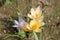 Flowering snow of golden crocus Crocus chrysanthus on flowerbed