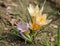 Flowering snow of golden crocus Crocus chrysanthus on flowerbed