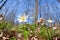 Flowering snowdrop anemone in forest