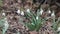 Flowering snowdrop Galanthus nivalis plants in garden