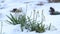 Flowering snowdrop Galanthus nivalis plants in garden