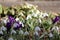 Flowering snowdrop (Galanthus nivalis) plants in garden