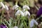 Flowering snowdrop (Galanthus nivalis) plants in garden