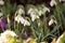 Flowering snowdrop (Galanthus nivalis) plants in garden