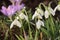 Flowering snowdrop (Galanthus nivalis) plants in garden