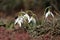 Flowering snowdrop (Galanthus nivalis) plants in garden