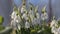 Flowering snowdrop (Galanthus nivalis) plants in garden