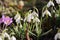 Flowering snowdrop (Galanthus nivalis) plants and purple crocuses in garden