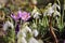 Flowering snowdrop (Galanthus nivalis) plants and purple crocuses in garden