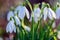 Flowering snowdrops bring spring in February