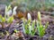 Flowering snowdrops in the garden