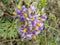 Flowering Solanum, solanaceae crispum, laxum, violet, creamy