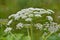 Flowering Sosnowsky\'s hogweed