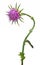 Flowering Spear Thistle