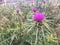 Flowering spear thistle. Blossoms in wild landscape
