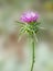 Flowering Spear Thistle Cirsium vulgare
