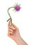 Flowering Spear Thistle Cirsium vulgare