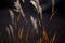 Flowering spikelets of Miscanthus sinensis. Dry autumn grasses