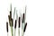 Flowering spikes and leaves bulrush Typha, or reedmace, cattail, punks, or corn dog grass, cumbungi on a white background