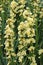 Flowering spikes of pale yellow eyed grass