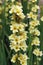 Flowering spikes of pale yellow eyed grass in close up