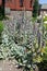 Flowering spikes of Stachys byzantina in the garden