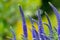 Flowering spikes of Veronica Spicata Ulster Dwarf Blue flower