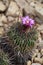 Flowering spiney cacti