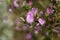 Flowering spiny restharrow (Onosis spinosa)