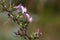 Flowering spiny restharrow (Onosis spinosa)