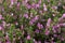 Flowering spiny restharrow (Onosis spinosa)