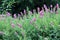 Flowering Spiraea salicifolia or Willowleaf Meadowsweet. General view of shrub with green foliage and pink flowers