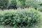 Flowering Spiraea salicifolia or Willowleaf Meadowsweet. General view of shrub with green foliage and pink flowers